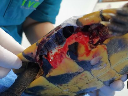 เต่าถูกรถชน เร่งนำส่งด่วน มายัง โรงพยาบาลสัตว์ไอเว็ท